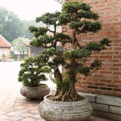 Venkovní bonsaje